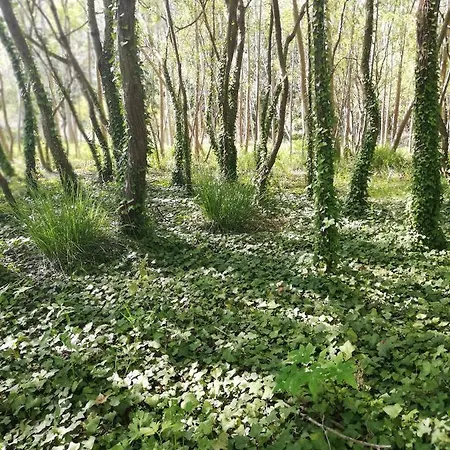 O Violas - Art Coffee &